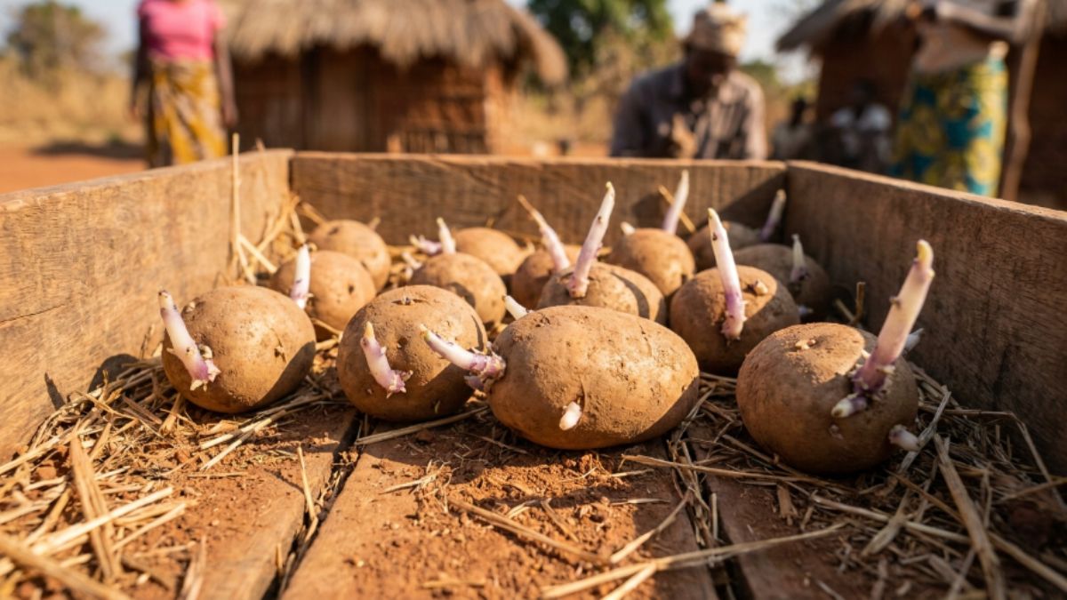 Pre-germinacao da batata-semente para sementeira