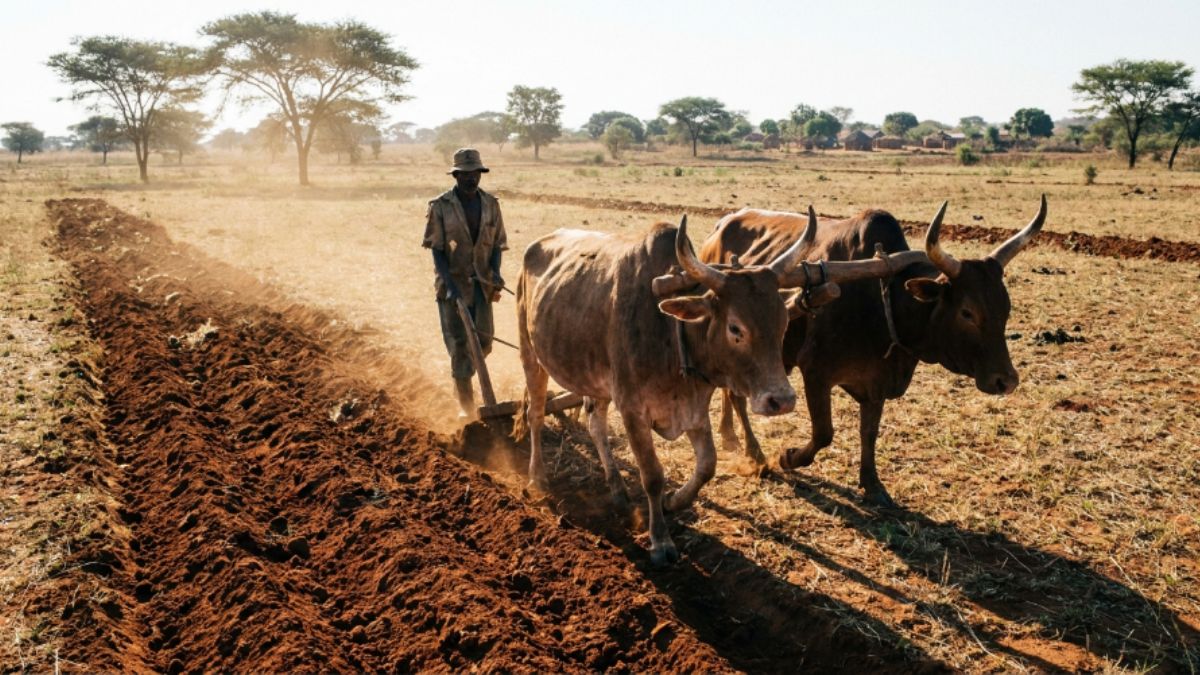 um par de bois a puxar um arado simples conduzido por um produtor mo&ccedil;ambicano, sulco de terra revolvida a formar-se atr&aacute;s do arado