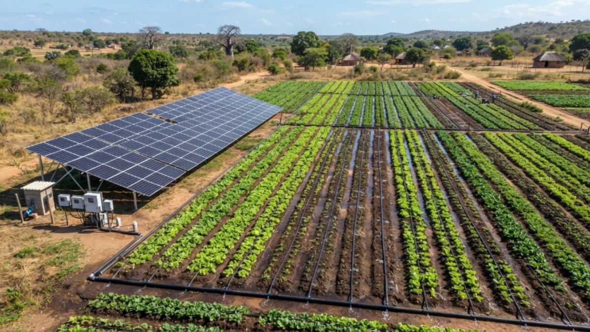 Conjunto de pain&eacute;is solares alimentando linhas de irriga&ccedil;&atilde;o por gotejamento em uma planta&ccedil;&atilde;o de hortali&ccedil;as