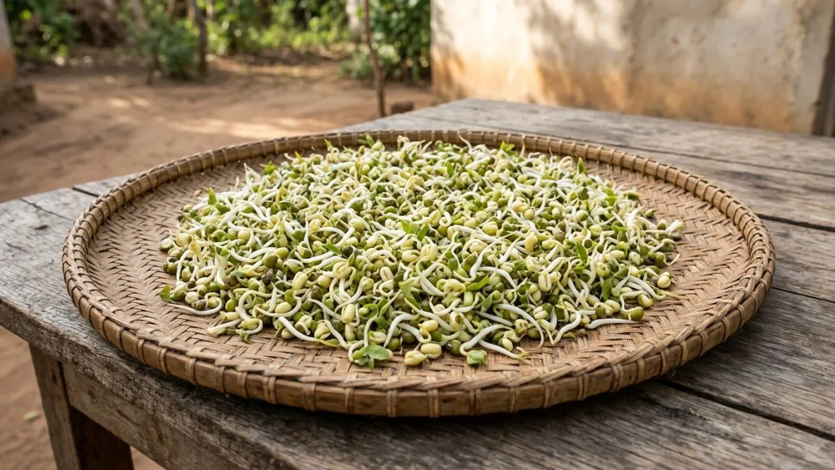 Como Cultivar Brotos de Feijão em Casa: Passo a Passo