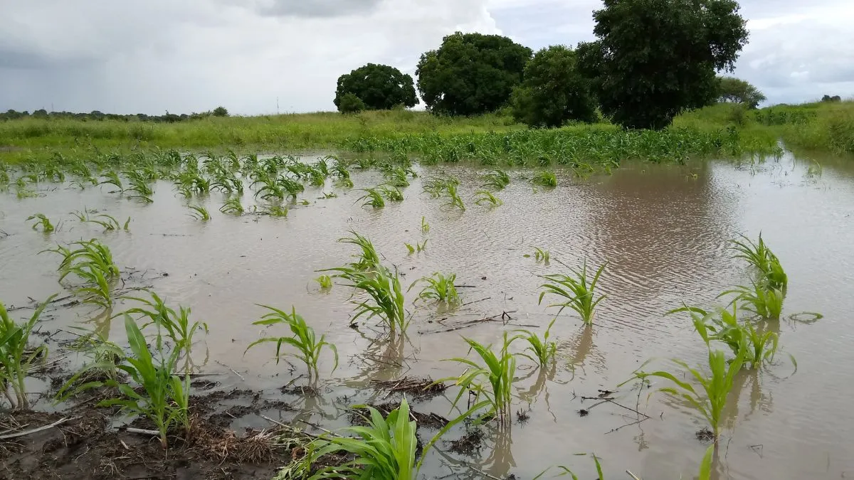 Cheias e Agricultura em Moçambique: Como Preparar e Recuperar