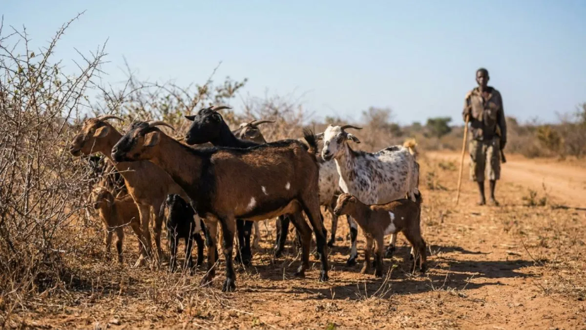 Criação de Cabritos em Moçambique: Guia Completo